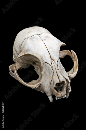 Cat skull photo