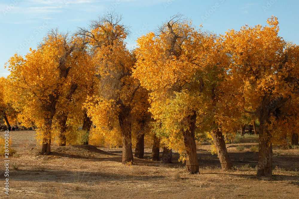Golden trees in autumn