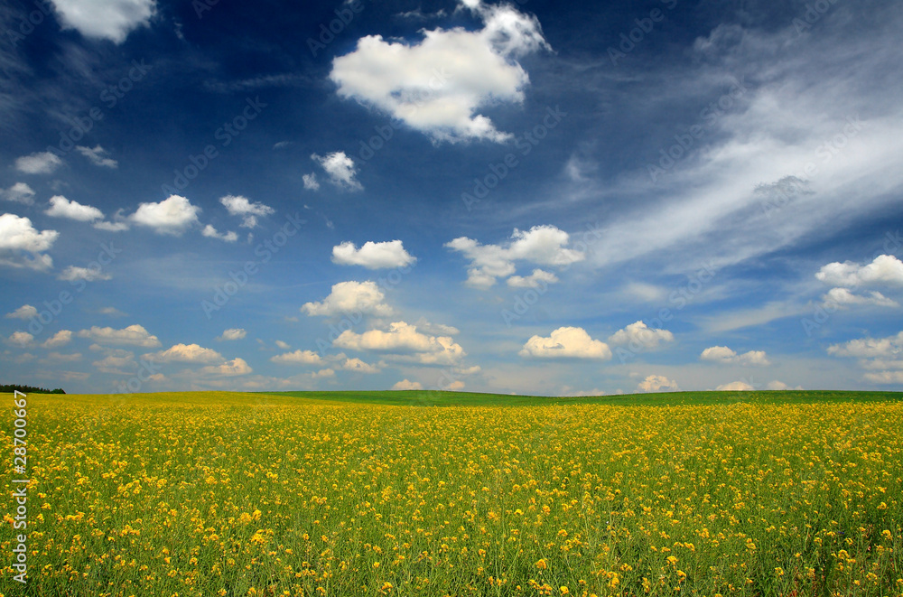 rape field