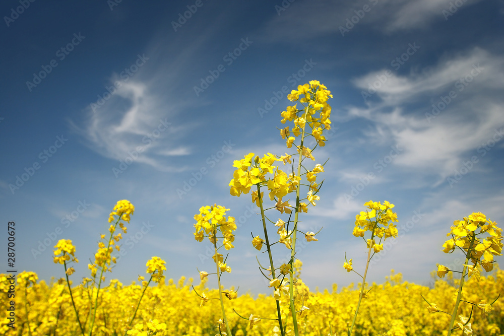 rape field rape field
