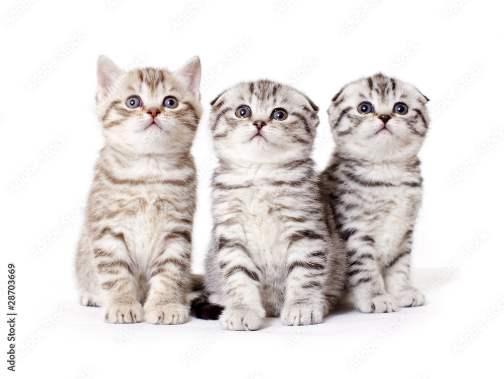 Three kitties peer into top
