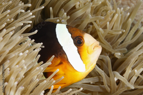 Orange-Finned Anemonefish © cbpix