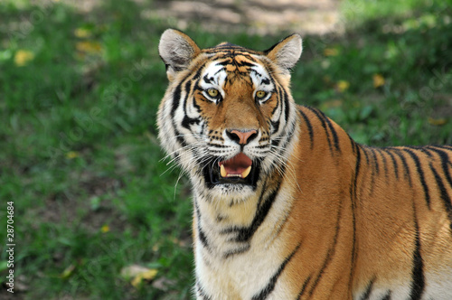 Portait of Tiger © Carlos Santa Maria
