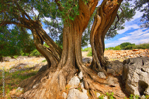 Olivenbaum Stamm - olive tree trunk 12