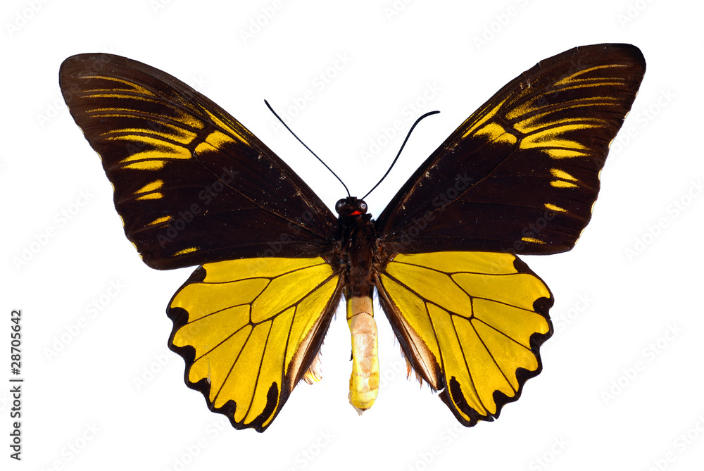 Fototapeta premium Troides amphyrysus. Birdwing swallowtail.