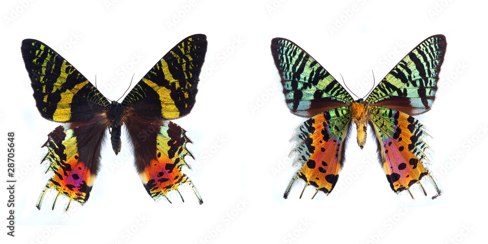 Naklejka premium Sunset Moth, (Chrysiridia madagascariensis