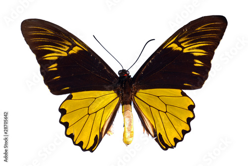 Troides amphyrysus. Birdwing swallowtail.