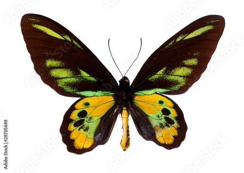 Green Birdwing Swallowtail.  Schoenbergia rothschild 
