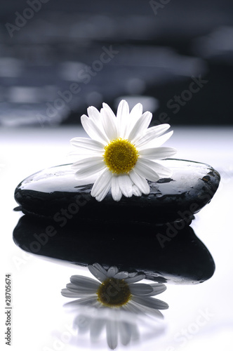 gerbera daisy on zen stones