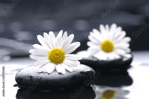 therapy stones with daisy flowers