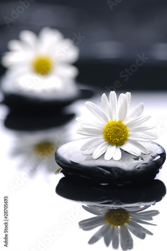 therapy stones with daisy flowers