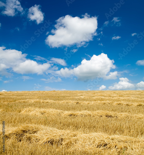 collected harvest on the field