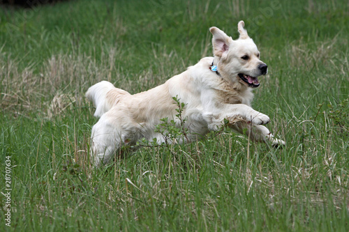 Golden Retriever