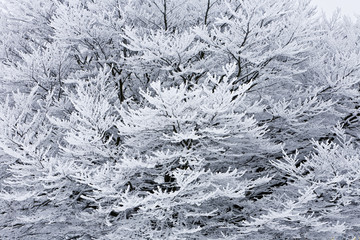 Handdoek met foto Huisarts Wintermotieven in besneeuwde natuur  © Claus Schlüter