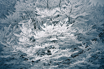 Handdoek met foto Huisarts Blauwe wintersfeer in besneeuwde natuur  © Claus Schlüter