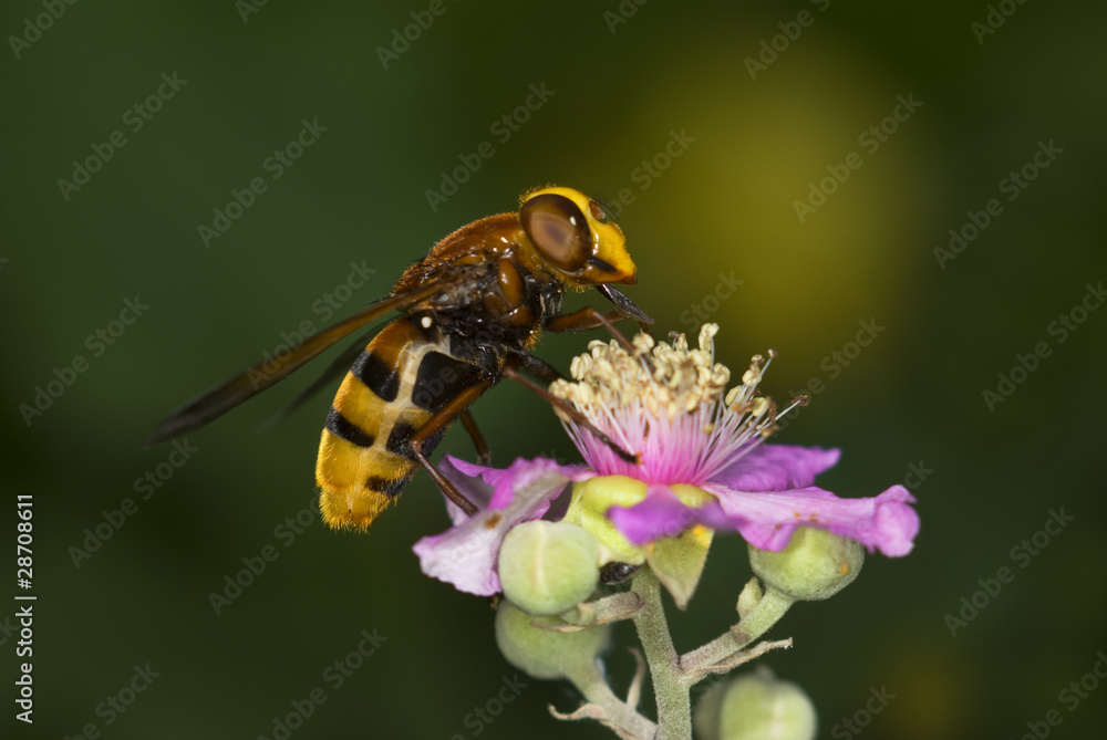 Volucella sp. Volucella sp.