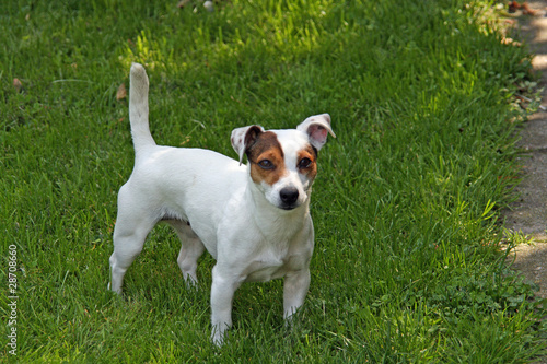 Jack Russell Terrier © Martina Berg