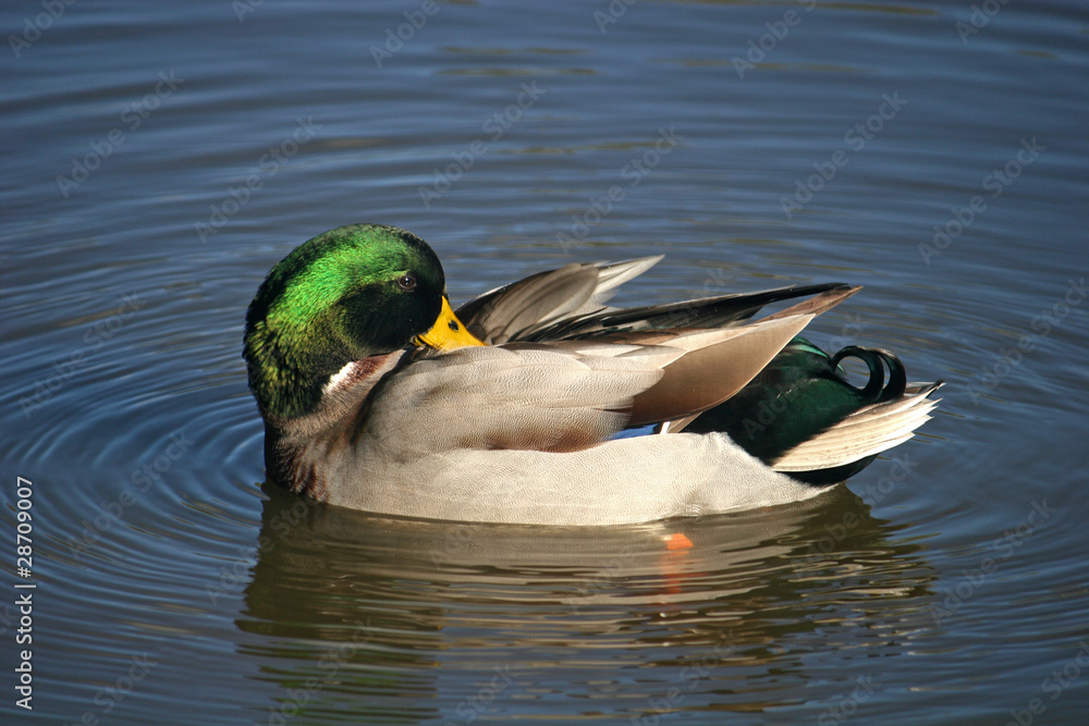 mallard duck preening mallard duck preening
