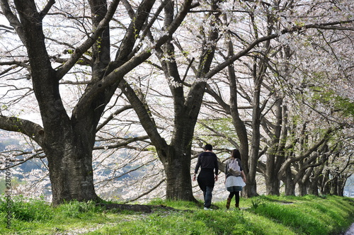 桜並木を歩くカップル
