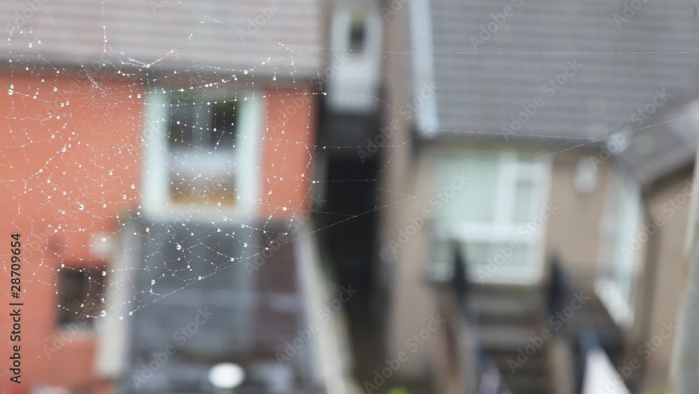spiderweb waving by wind, Irish houses on background spiderweb waving by wind, Irish houses on background