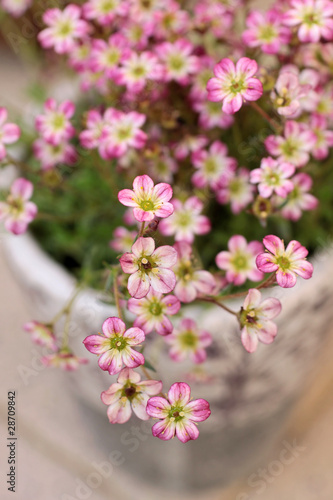 Fototapeta Naklejka Na Ścianę i Meble -  Zarte rosa Blüten