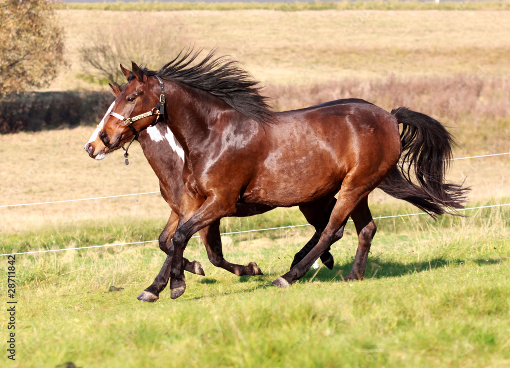 gemeinsamer Galopp - Westernpferde