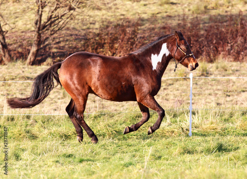 Flotter Galopp- Paint Horse © equine-photography