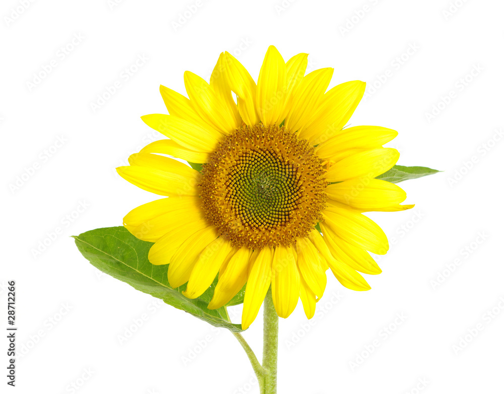 Obraz premium sunflower