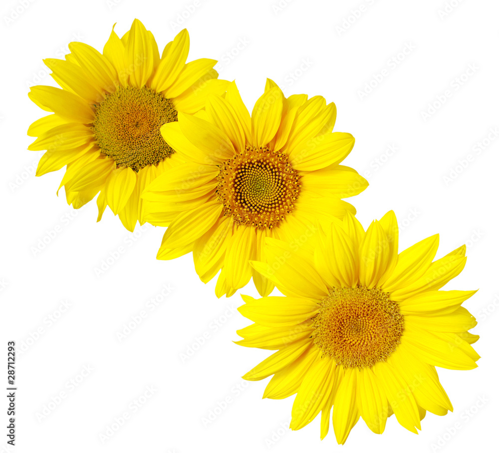 Obraz premium sunflower