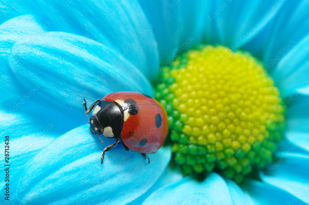 ladybug ladybug