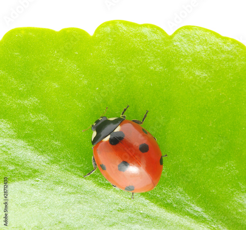 ladybug