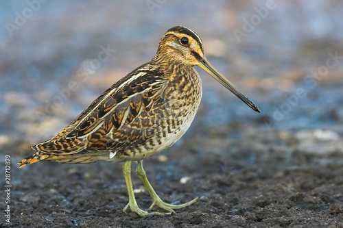 Common snipe