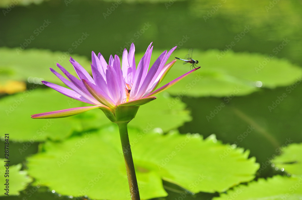 Purple Waterlily Flower In The Pond Purple Waterlily Flower In The Pond