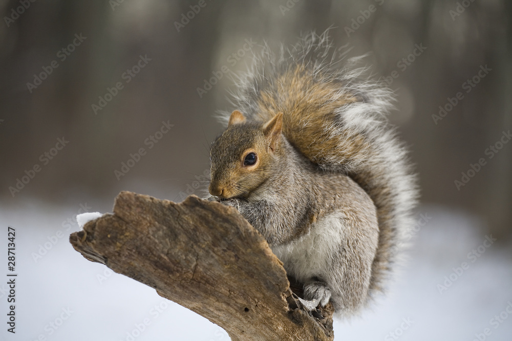 Fototapeta premium Tree squirrel in winter
