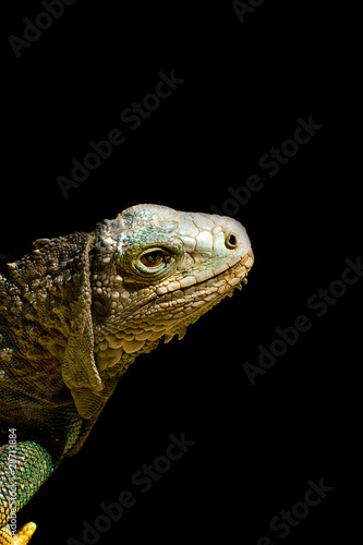 Iguana isolated on black photo