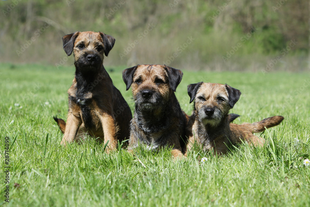 trois chiens de race border terrier d'âge différent