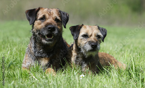 Fotografie maman border terrier et son chiot dans l'herbe