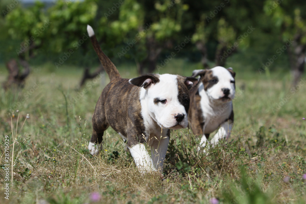deux chiots amstaff faisant la course deux chiots amstaff faisant la course