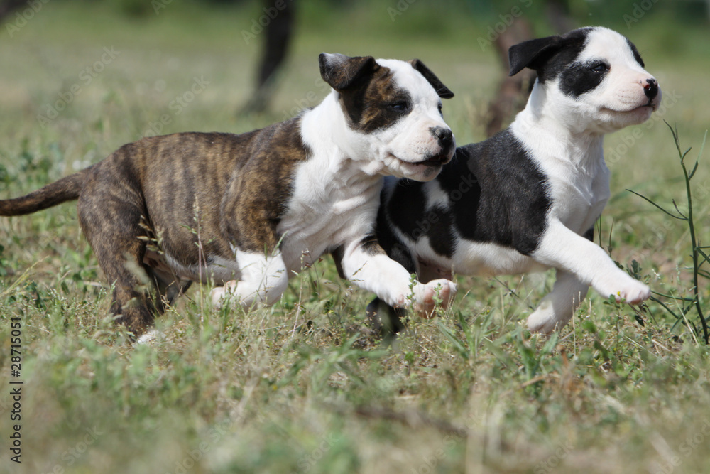 pas synchronisés de deux chiots amstaff pas synchronisés de deux chiots amstaff