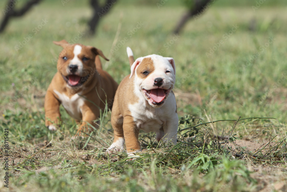 deux chiots amstaff faisant la course