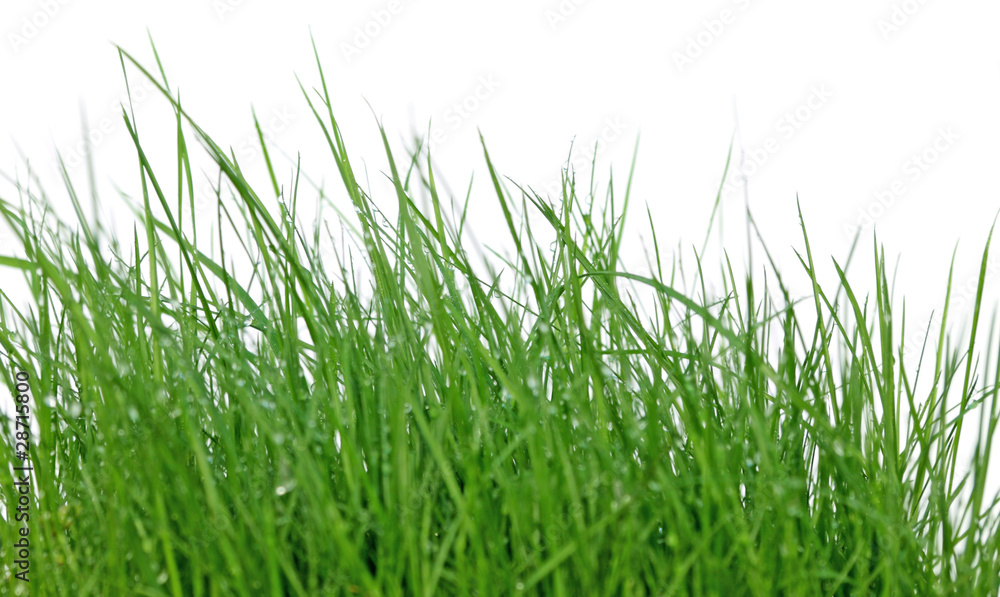 Fototapeta premium herbe
