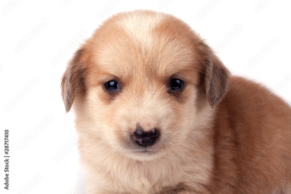 Little cute dog, isolated on white background.