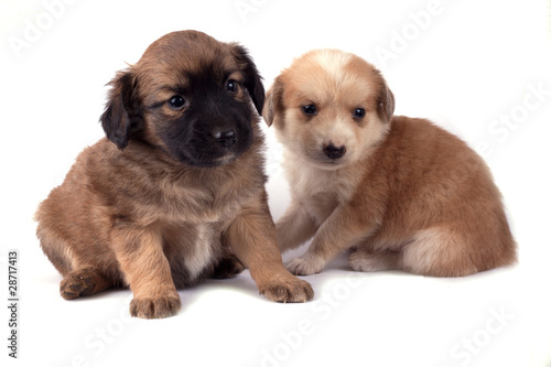 Fototapeta Naklejka Na Ścianę i Meble -  Two little dogs