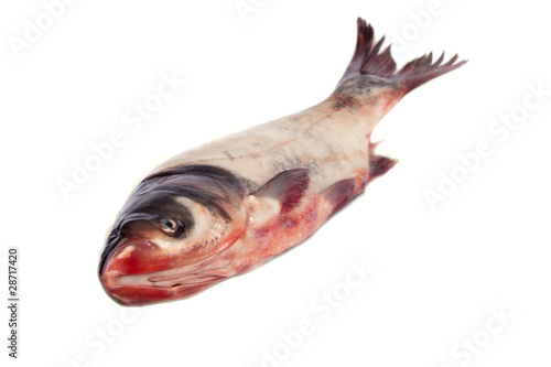 River fish isolated on white background.
