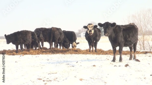 Wallpaper Mural Cattle grazing in snow covered pasture Torontodigital.ca