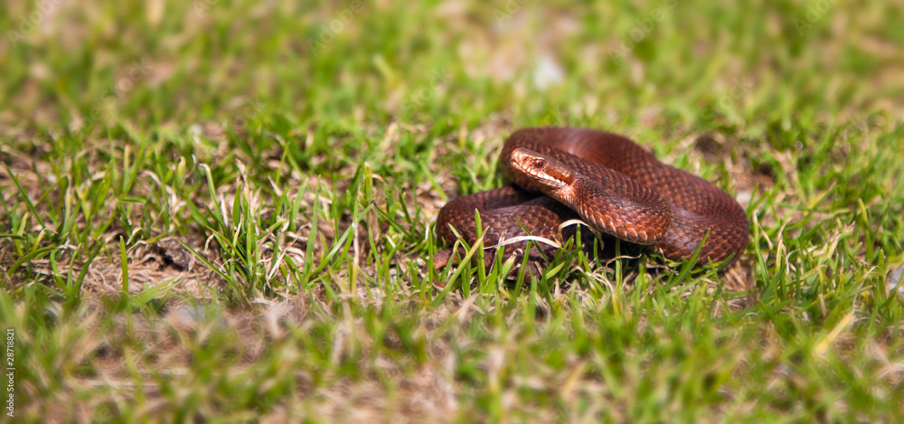Obraz premium Vipera Berus