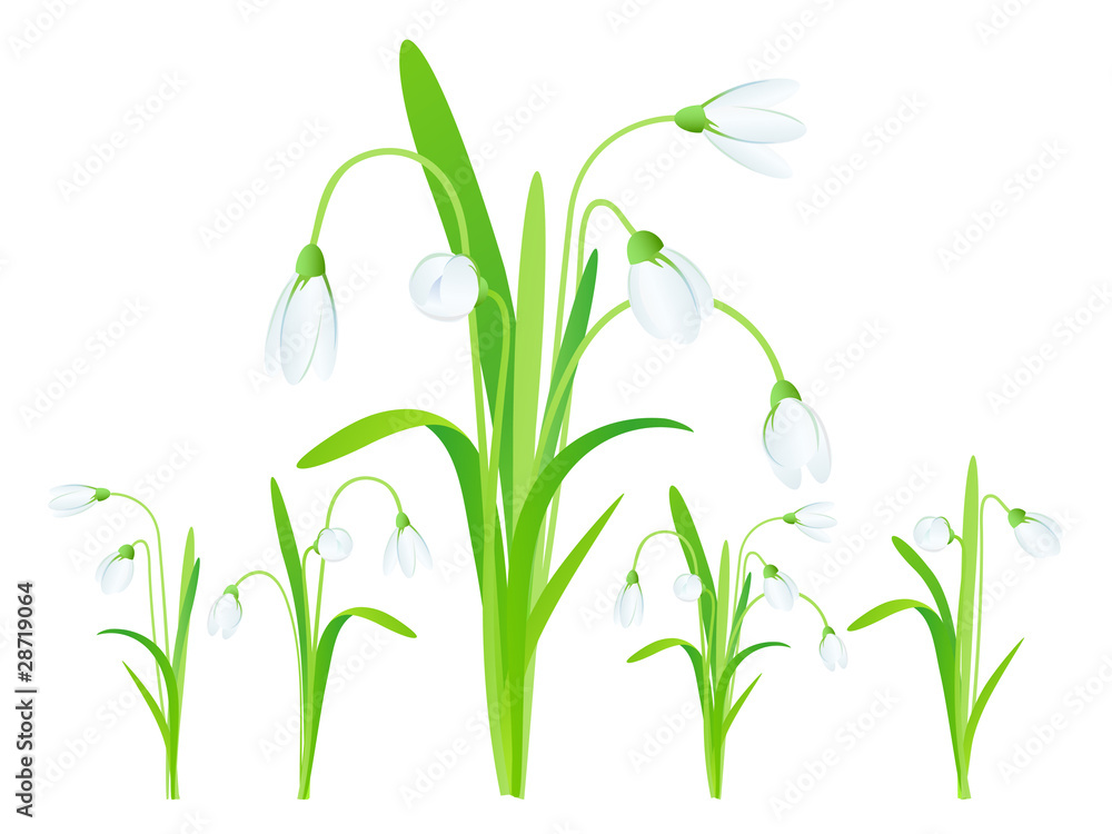 Snowdrops Snowdrops