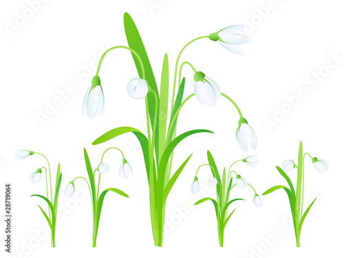 Snowdrops