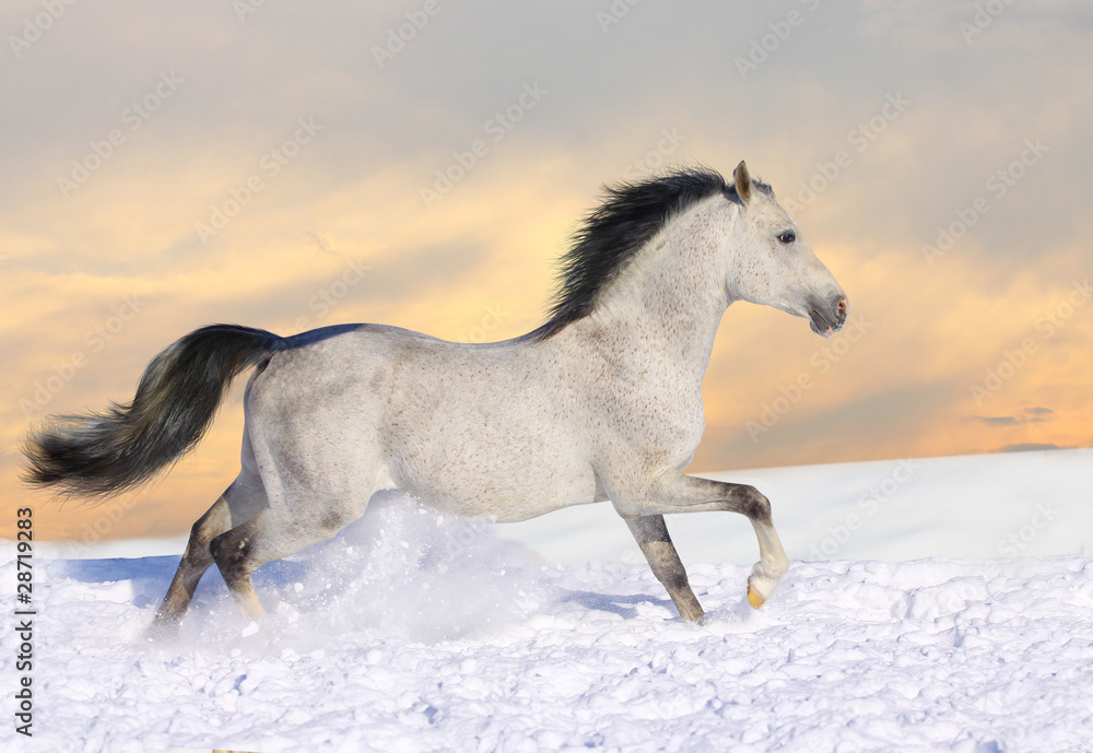 Obraz premium koń arabski