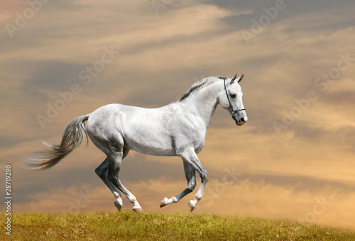 white horse